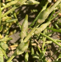 Cakile maritima maritima