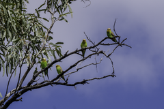Melopsittacus undulatus