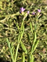 Cakile maritima maritima
