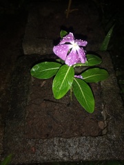 Catharanthus roseus