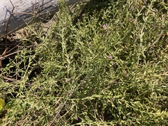 Cakile maritima maritima