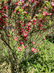 Leptospermum scoparium