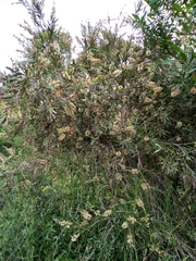 Melaleuca paludicola