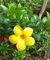 Allamanda schottii
