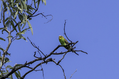 Melopsittacus undulatus