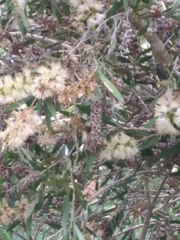 Melaleuca paludicola