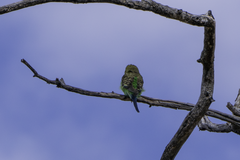 Melopsittacus undulatus