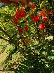 Caesalpinia pulcherrima