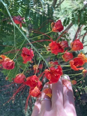 Caesalpinia pulcherrima