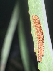 Helicorthomorpha