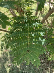 Caesalpinia pulcherrima