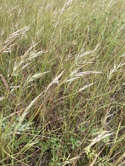 Rytidosperma tenuius