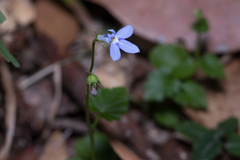 Lobelia trigonocaulis
