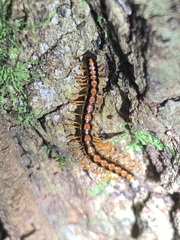Helicorthomorpha