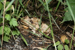 Helvella lacunosa