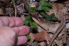 Lobelia trigonocaulis
