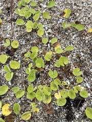 Dichondra repens