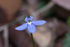 Lobelia trigonocaulis