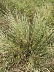 Poa labillardierei