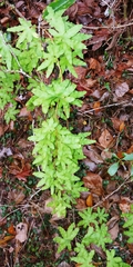 Lygodium palmatum
