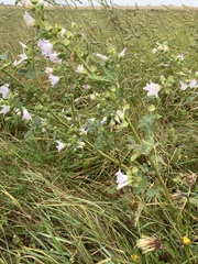 Malva weinmanniana