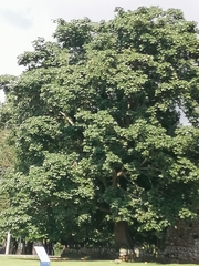 Sterculia apetala