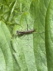 Pseudomantis albofimbriata
