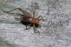 Trigonidiinae