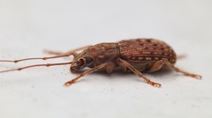 Anthribidae