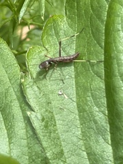 Pseudomantis albofimbriata
