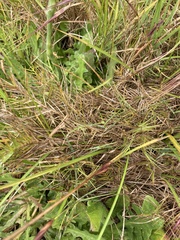 Distichlis distichophylla