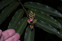 Alpinia arundelliana