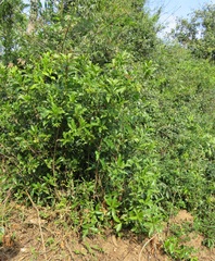 Peddiea africana