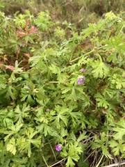 Geranium retrorsum