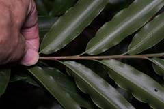 Alpinia arundelliana