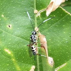 Cryptinae