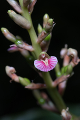 Alpinia arundelliana