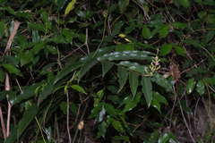 Alpinia arundelliana
