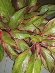 Aglaonema commutatum