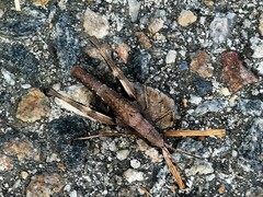 Chloealtis conspersa