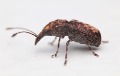 Anthribidae