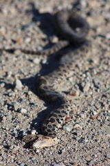 Pantherophis ramspotti