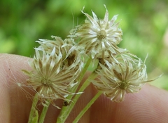 Antennaria parlinii