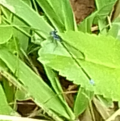 Argia pulla