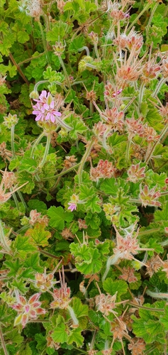 rose-scented geranium