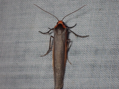 Palaeosia bicosta