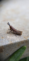 Monistria discrepans