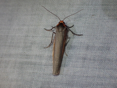 Palaeosia bicosta