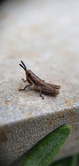 Monistria discrepans