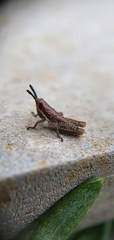 Monistria discrepans
